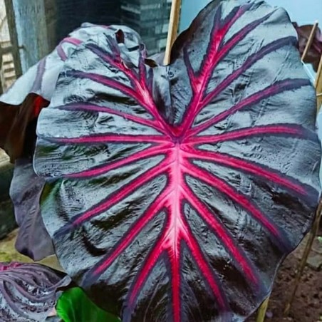colocasia de coleção
