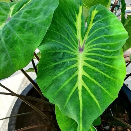 valor de colocasia rara
