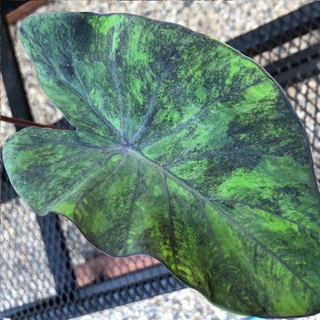 colocasia marmore preto
