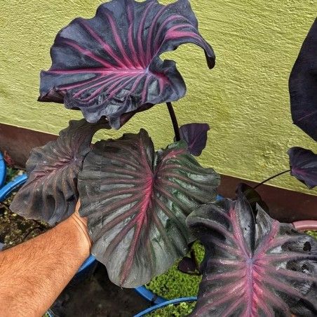 vaso de colocasia rara