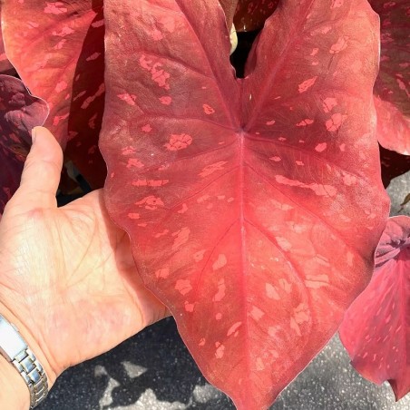 preco de caladium vermelho