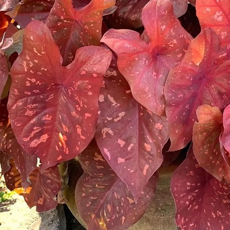 venda de caladium vermelho