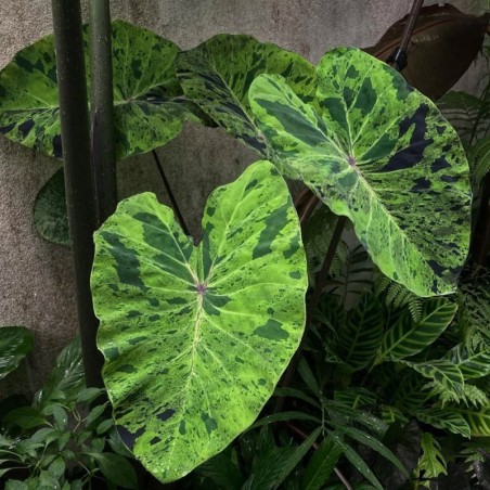 muda de colocasia