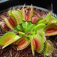 Dionaea muscipula