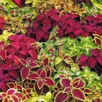 Coleus