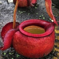 Nepenthes